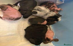 Guinea Pig rodents for sale: Skinny Pigs and Skinny Carriers - Image 15
