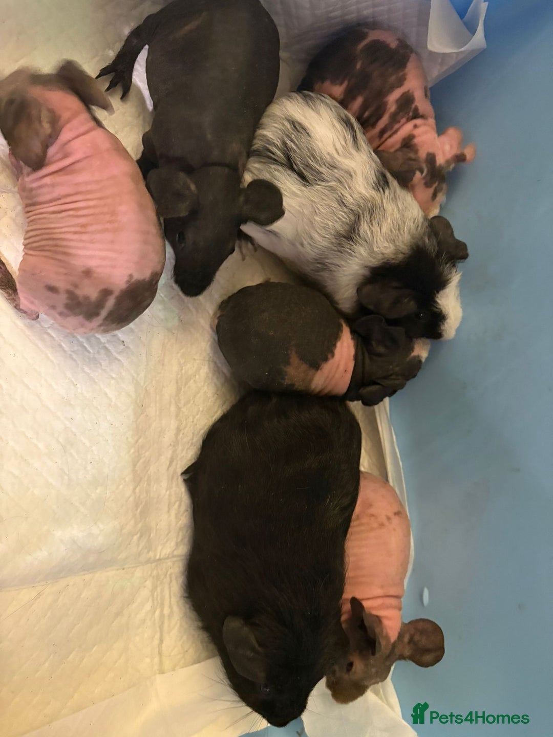 Guinea Pig rodents for sale: Skinny Pigs and Skinny Carriers - Image 15