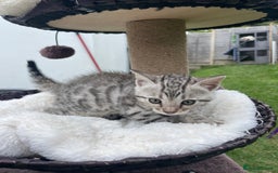 Bengal cats for sale: 3 Pure Bengals left  - Image 13