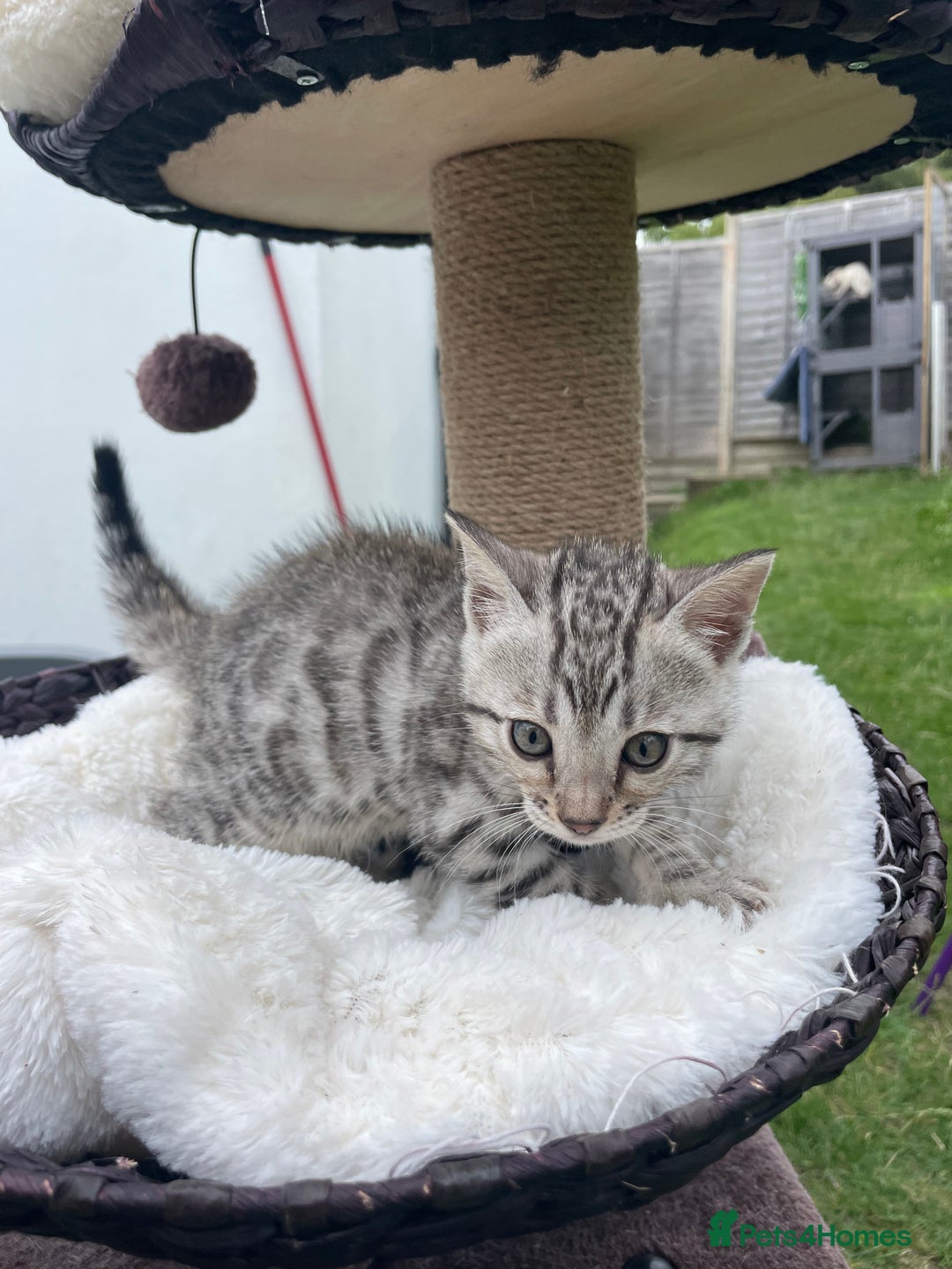 Bengal cats for sale: 3 Pure Bengals left  - Image 13