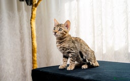 Bengal cats for sale: Bailey-TICA Bengal Girl, Excellent Genetic & Look - Image 23