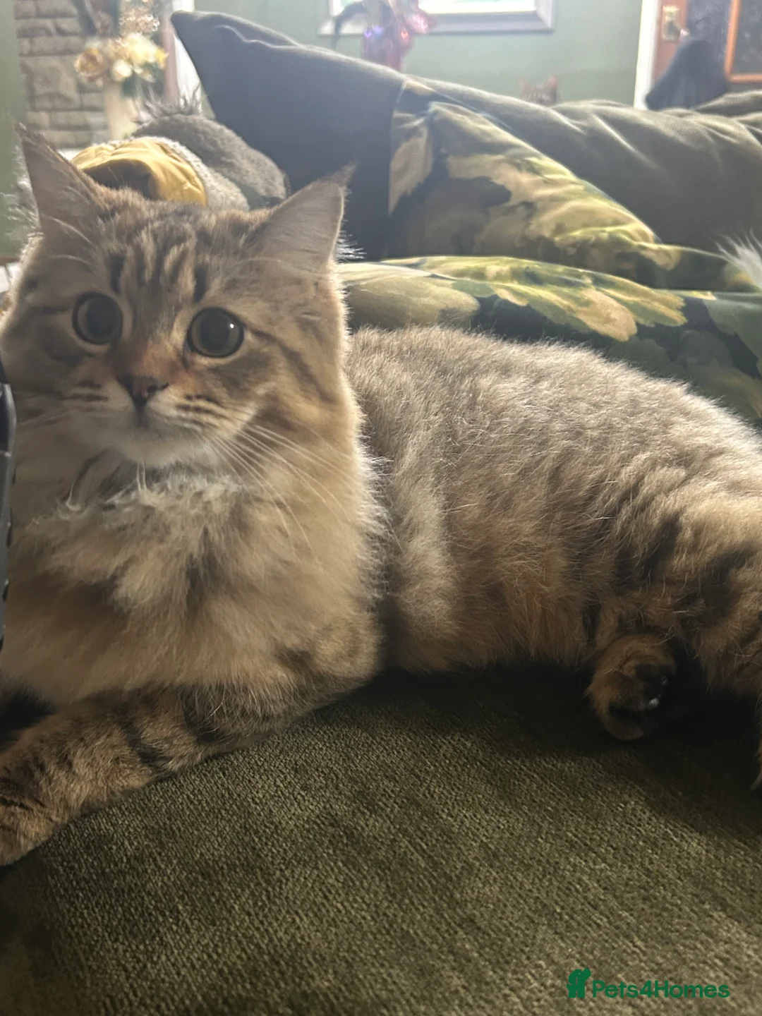 Bengal cats for sale: Bengal x Persian kitten for sale 8 months old  - Advert 5