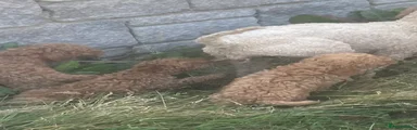 Mini Goldendoodle 4
