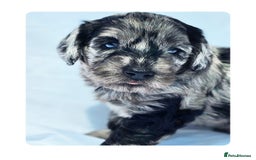 Labradoodle dogs for stud: Multigen/F3b Labradoodle Stud in Calne - Image 32