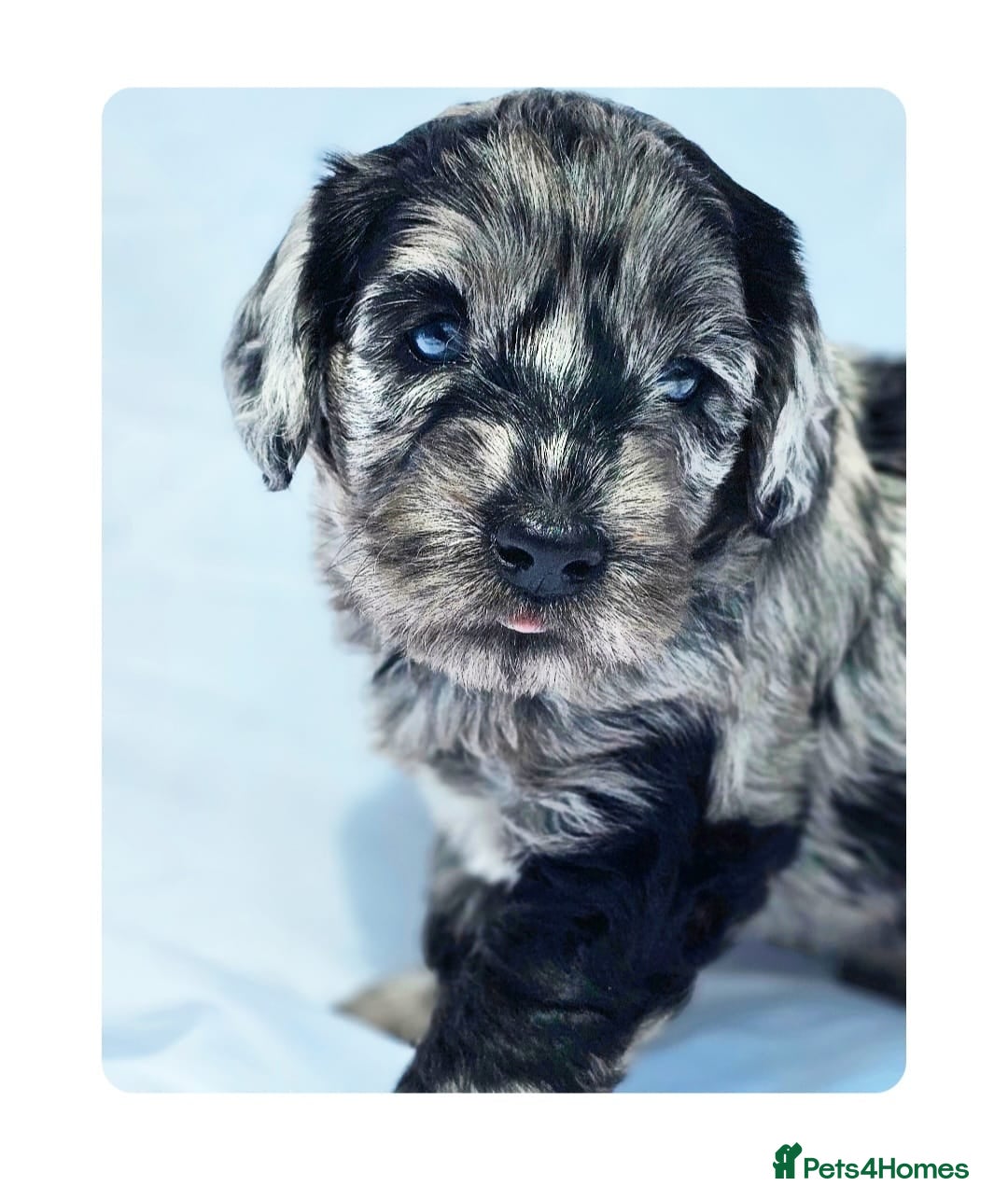 Labradoodle dogs for stud: Multigen/F3b Labradoodle Stud in Calne - Image 32