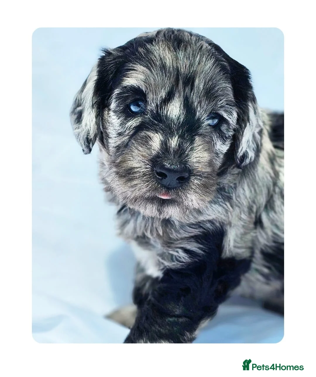 Labradoodle dogs for stud: Multigen/F3b Labradoodle Stud in Calne - Advert 32