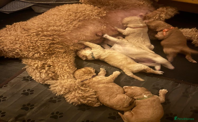 Goldendoodle dogs - Advert 6