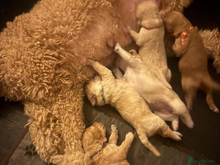 Goldendoodle dogs - Advert 8