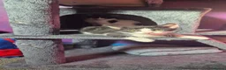 Mixed Breed cats for sale: 2 beautiful boy kittens - Advert 1