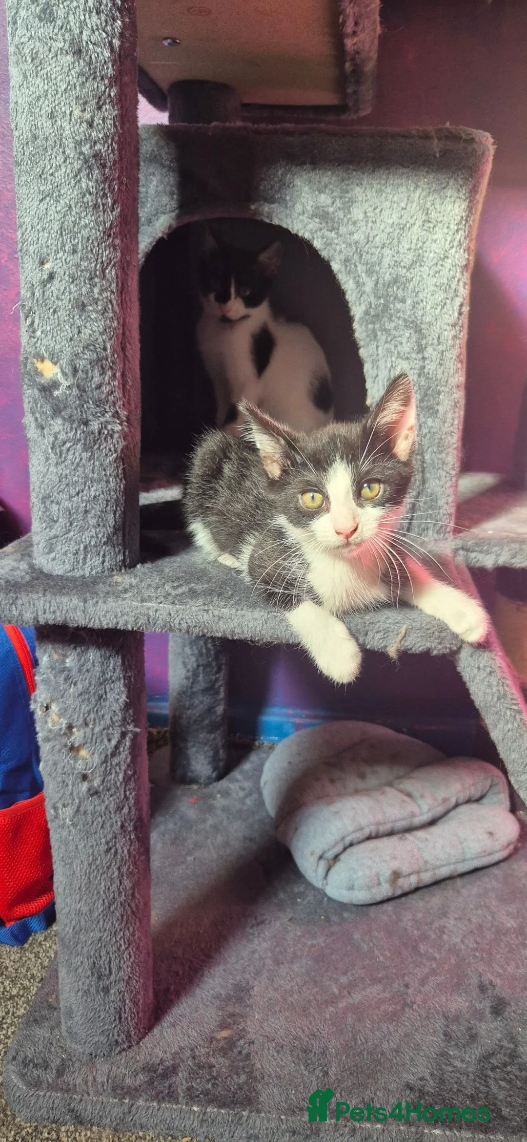 Mixed Breed cats for sale: 2 beautiful boy kittens - Advert 1