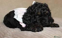 Cockapoo dogs for sale: American unique Black & Tan Cockapoo Girl - Image 6