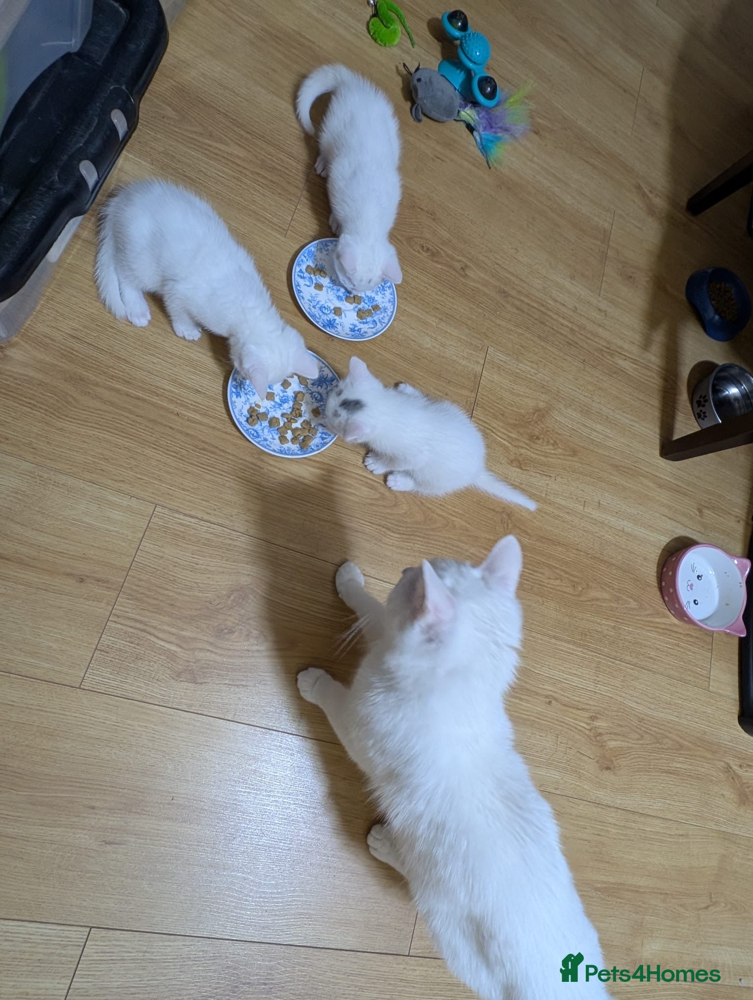 Mixed Breed cats Beautiful white kittens - Advert 2
