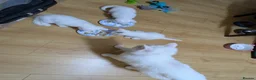 Mixed Breed cats for sale: Beautiful white kittens - Advert 2