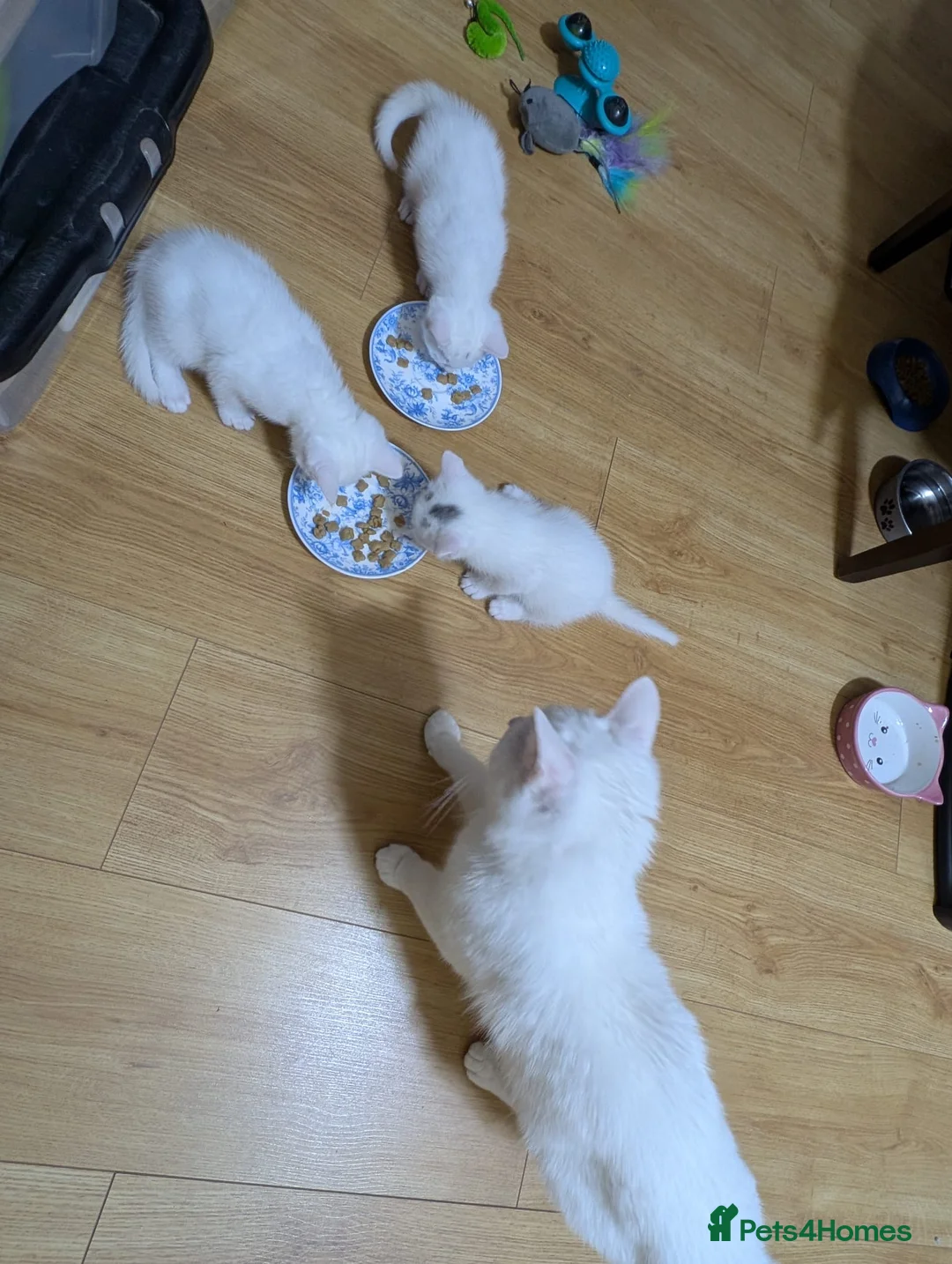 Mixed Breed cats for sale: Beautiful white kittens - Advert 2