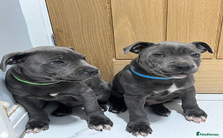 Staffordshire Bull Terrier dogs - Advert 3