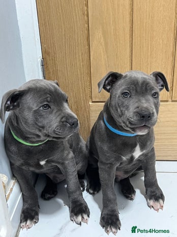 Staffordshire Bull Terrier dogs - Advert 3