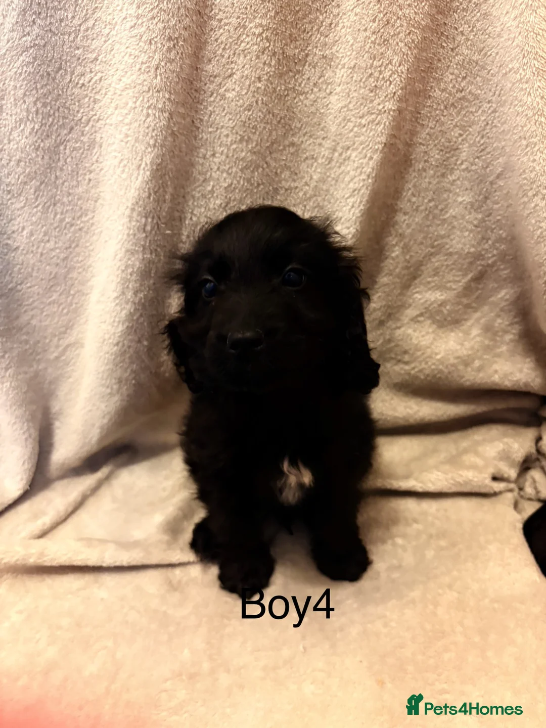 Cockapoo dogs for sale: Cockapoo Puppies - Advert 2