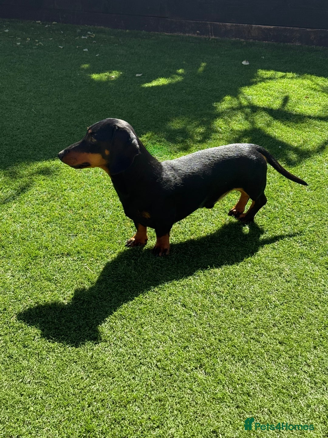 Miniature Dachshund dogs for stud: KC Registered Miniature Dachshund Stud - Advert 5