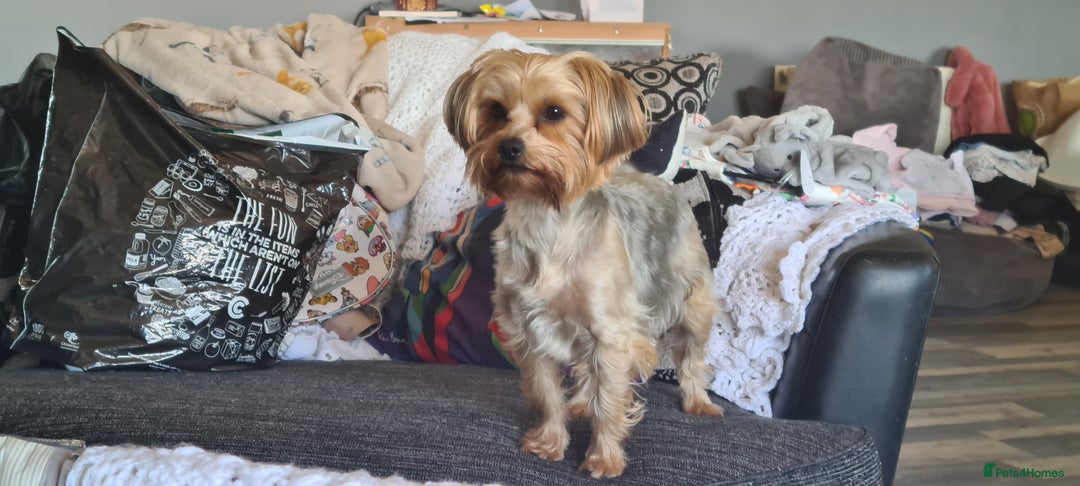 Yorkshire Terrier dogs for sale: Tiny beautiful Yorkshire Terrier - Image 8