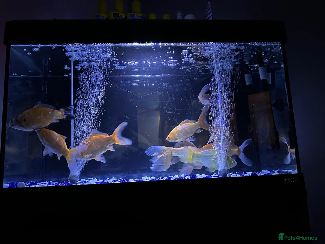 Goldfish fish for sale: Goldfish  - Advert 2