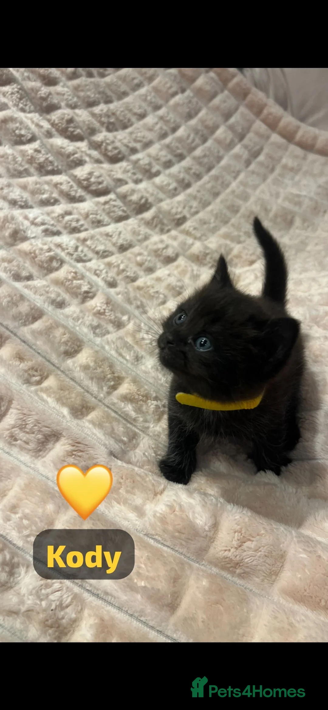 British Shorthair cats for sale: Beautiful British shorthair cross kittens🩵🩷 - Advert 29