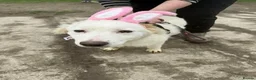 Mixed Breed dogs for adoption: Meet Luna, currently residing in Yorkshire  in Selby - Advert 4