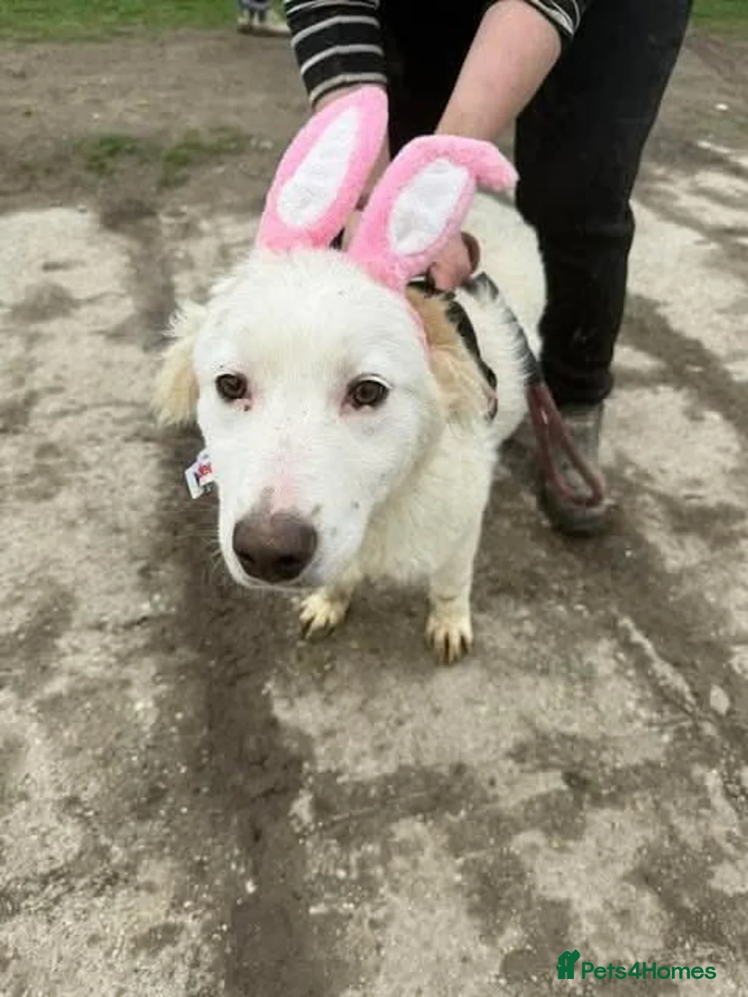 Mixed Breed dogs for adoption: Meet Luna, currently residing in Yorkshire  in Selby - Advert 4