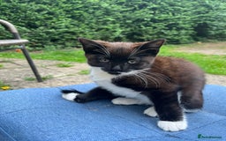 Mixed Breed cats for sale: Beautiful black kitten  - Image 1