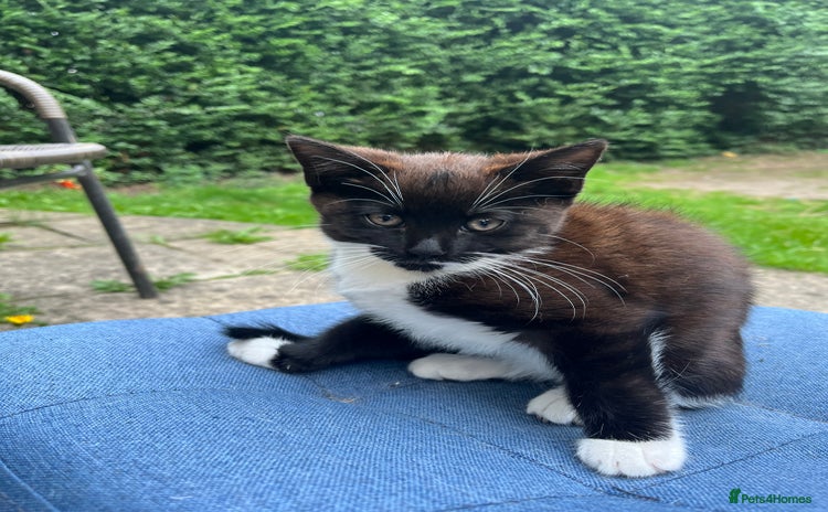 Mixed Breed cats - Advert 10
