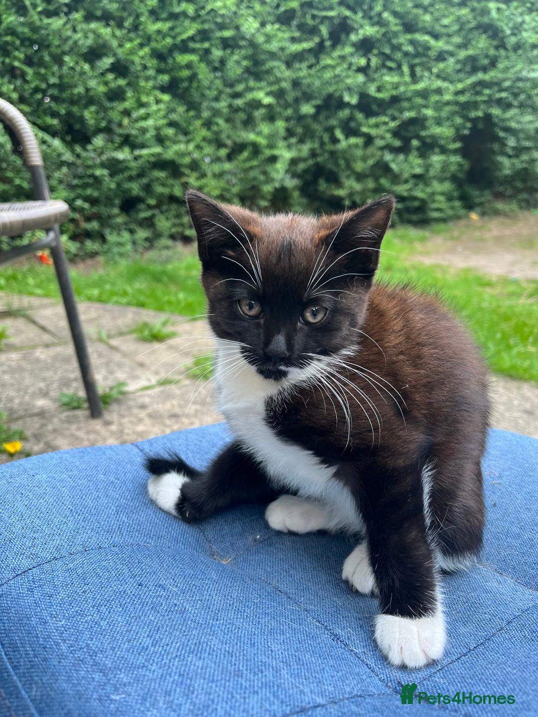 Mixed Breed cats for sale: Beautiful black kitten  - Image 1