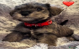 Miniature Schnauzer dogs for sale: Miniature Schnauzer Puppies - Image 12