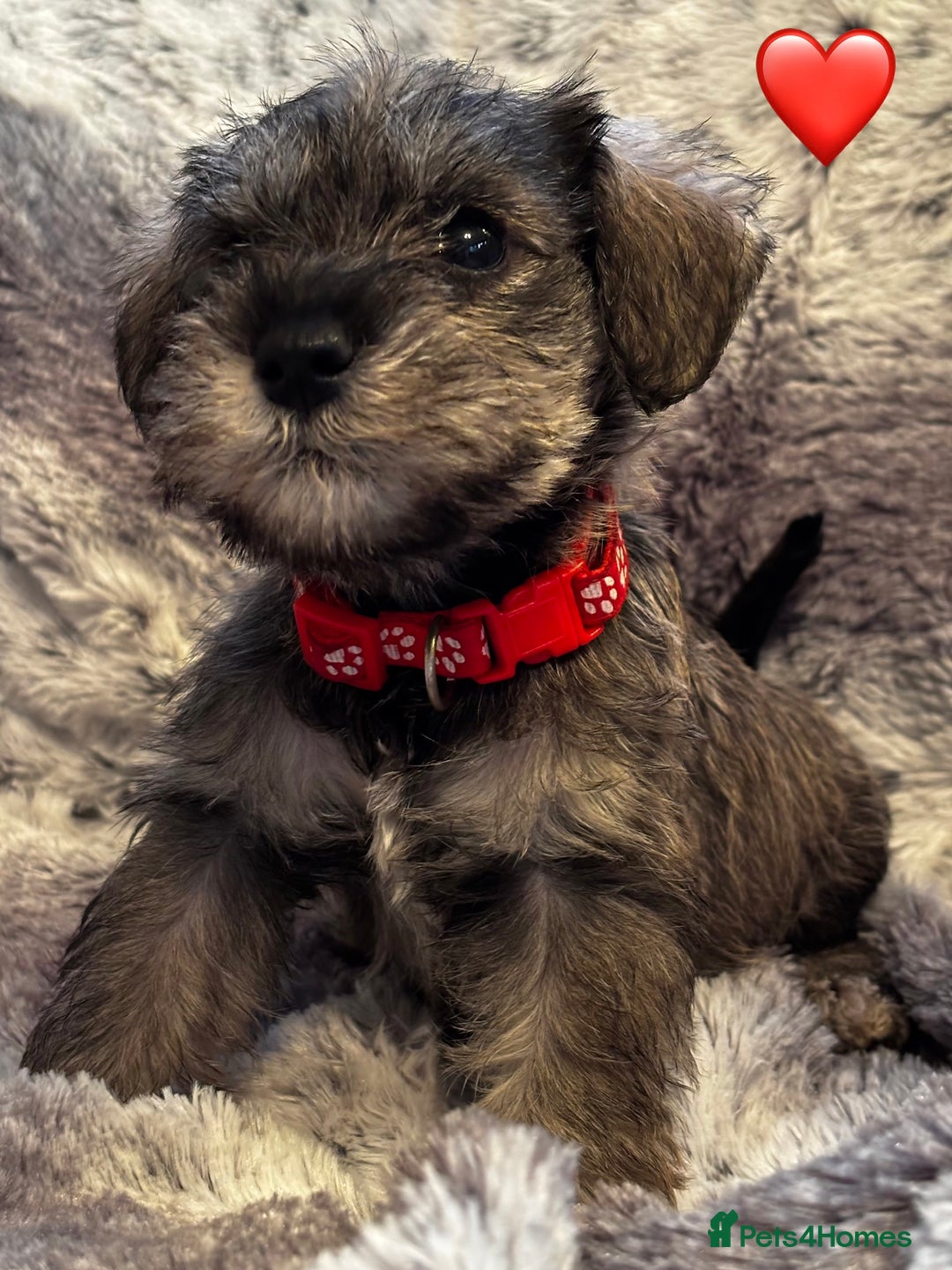Miniature Schnauzer dogs for sale: Miniature Schnauzer Puppies - Image 12