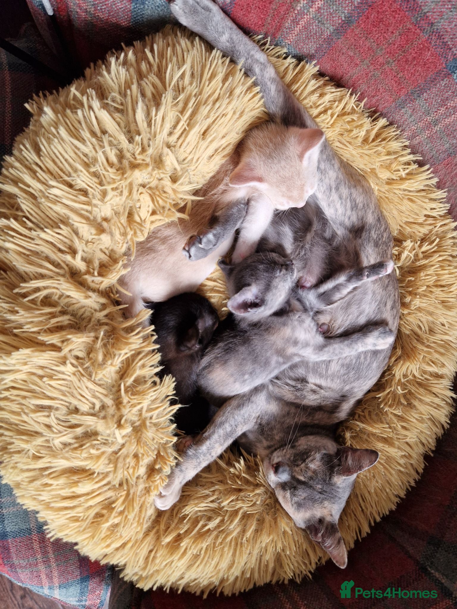 Burmese cats 2 Stunning Asian Kittens Available – Home reared - Advert 1