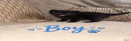 Mixed Breed cats for sale: One boy one girl in Blyth - Advert 4