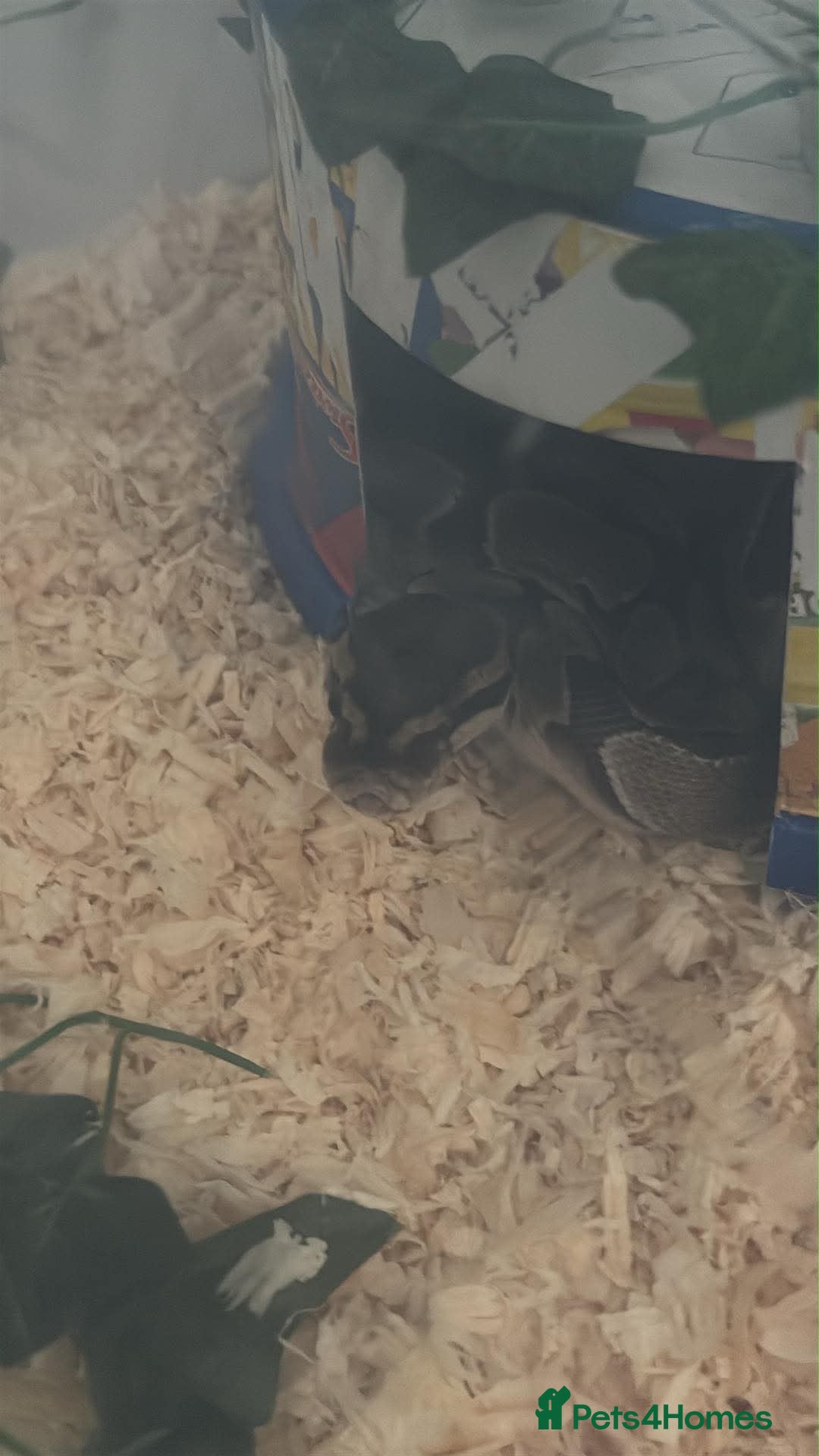 Python Snake reptiles Female ball python  - Advert 2