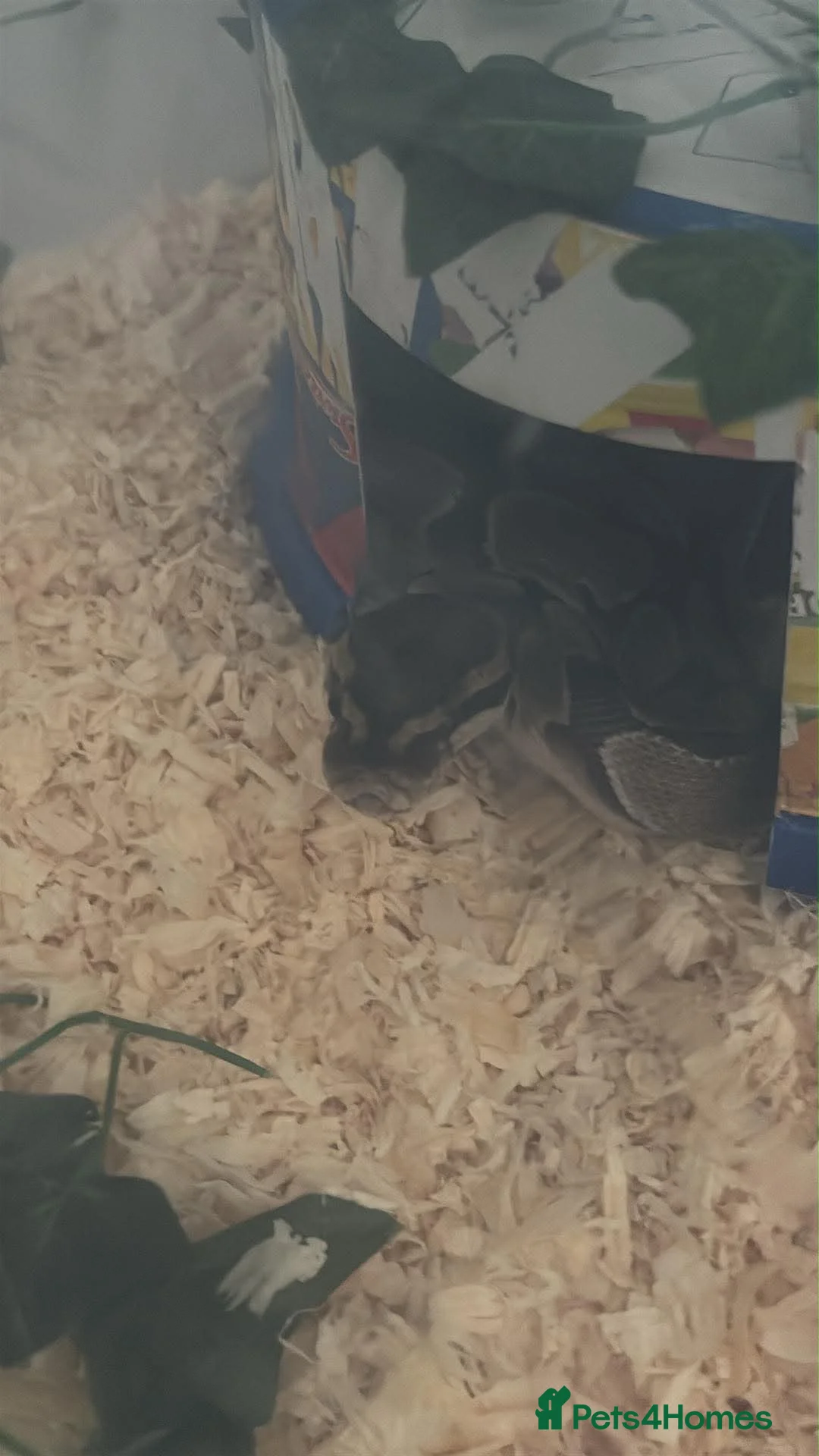 Python Snake reptiles for sale: Female ball python  - Advert 1