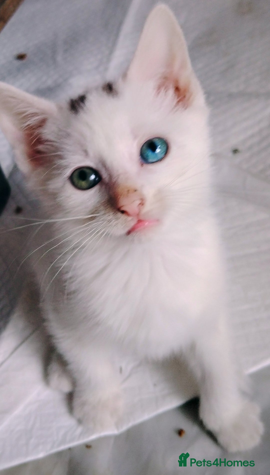 Mixed Breed cats for sale: Odd eye white microchipped female kitten  - Image 3