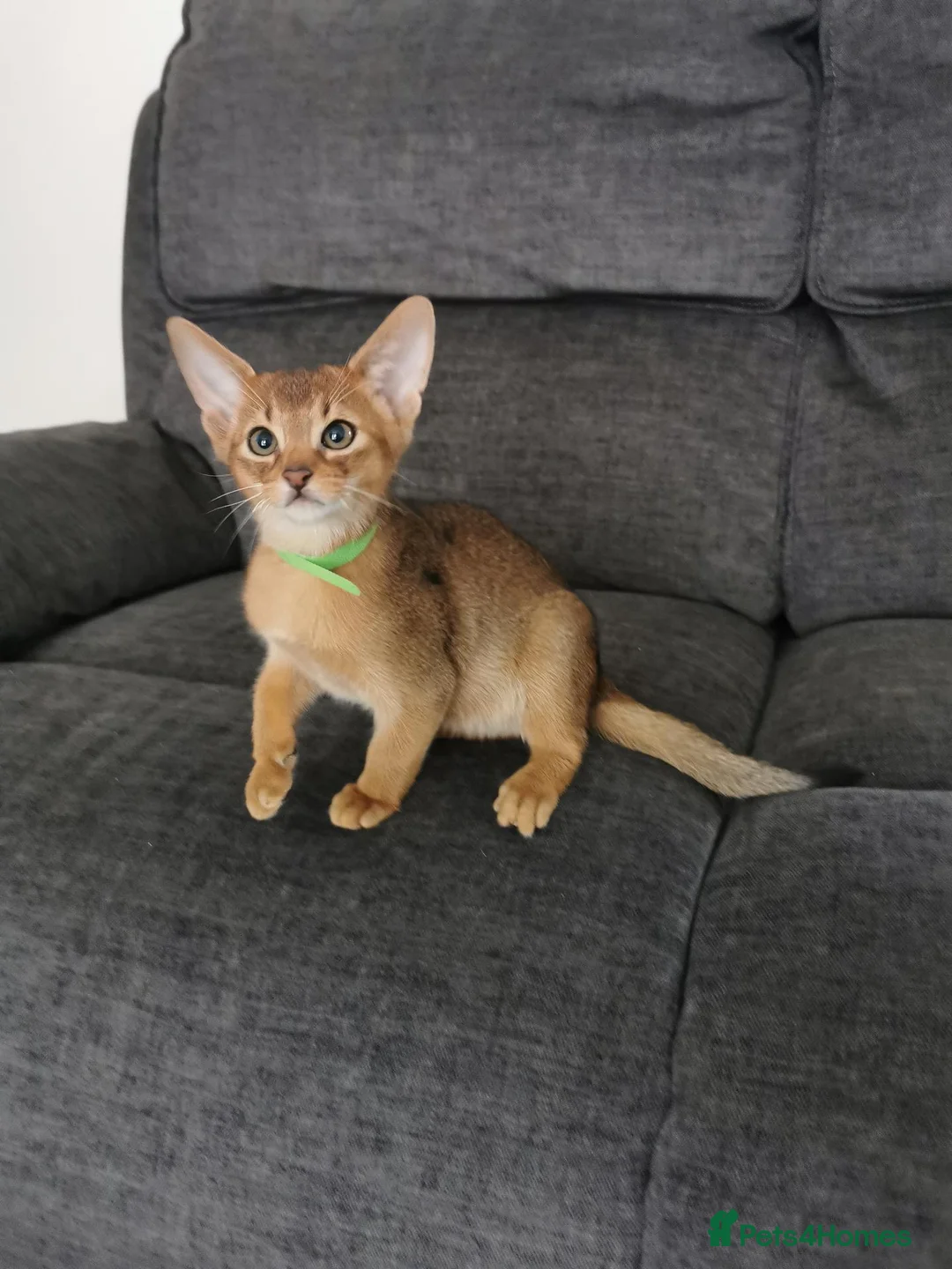 Abyssinian cats for sale: Beautiful Abyssinian Kitten ready for reservation  - Advert 22