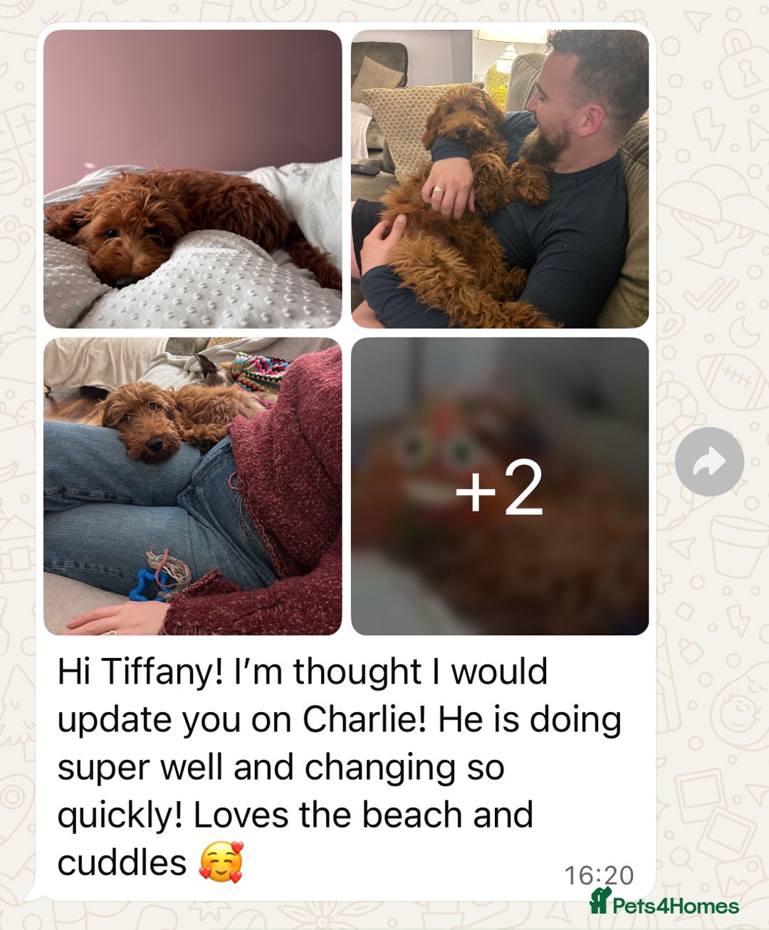 Cavapoo dogs for sale: Top Class Extensively tested Toy Cavapoo pups - Advert 11