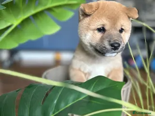 Japanese Shiba Inu dogs Beautiful Japanese Shiba Inu Boy – First Litter - Advert 1