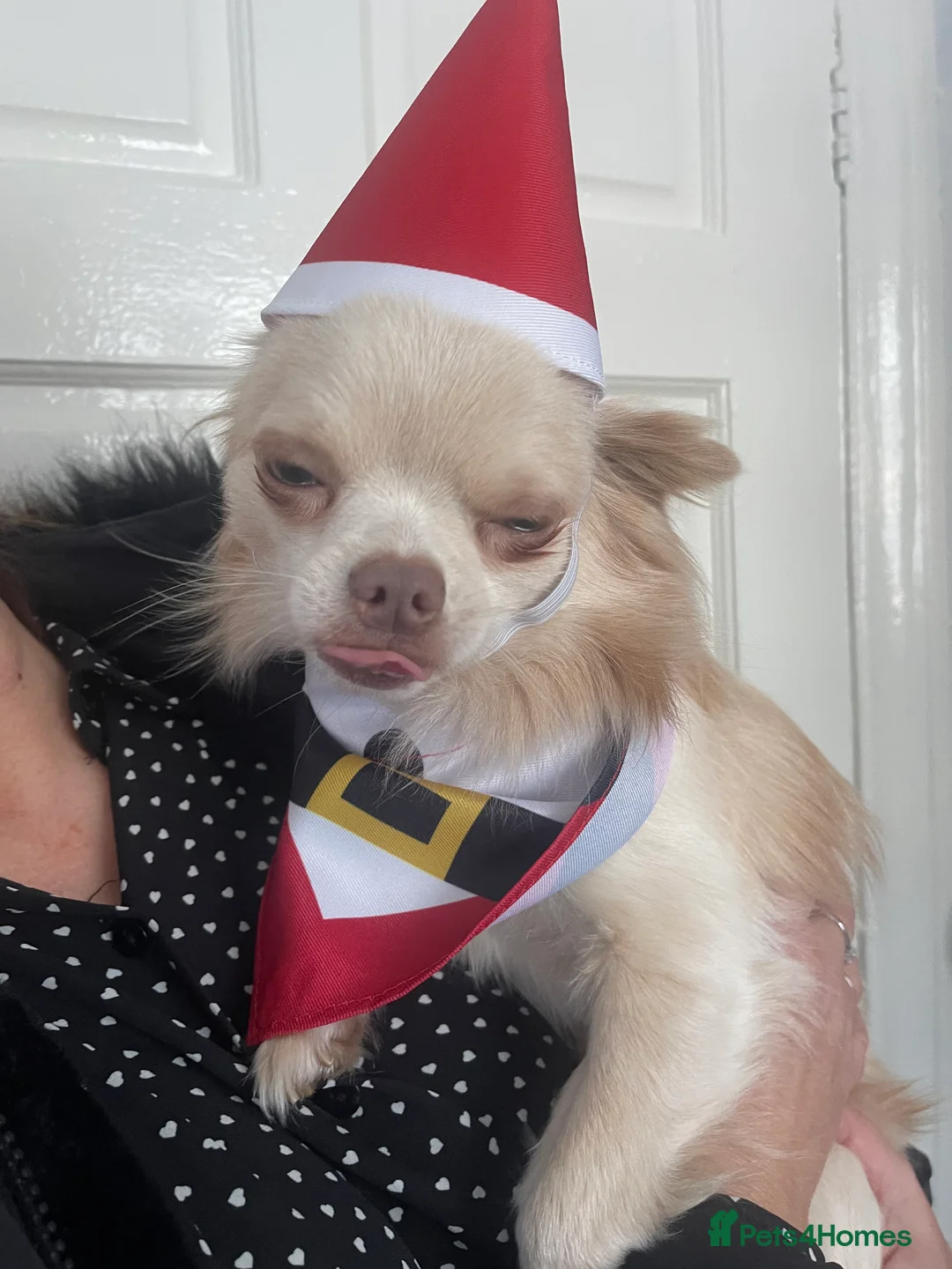 Chihuahua dogs for stud: Proven stud Dog - Advert 2