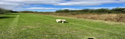 Labrador Retriever dogs for sale: Beautiful white Labrador  - Advert 4