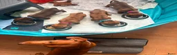 Miniature Dachshund dogs for sale: Beautiful Miniature Dachshunds 🐾 in Wednesbury - Advert 22