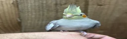 Cockatiels birds for sale: Baby cocktails  - Advert 6