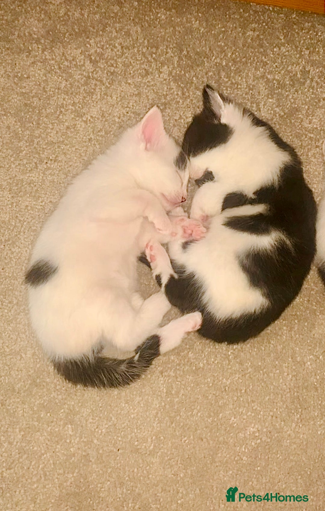 Mixed Breed cats for sale: Kittens - 2 boys 1 girl - ready to leave! - Image 20
