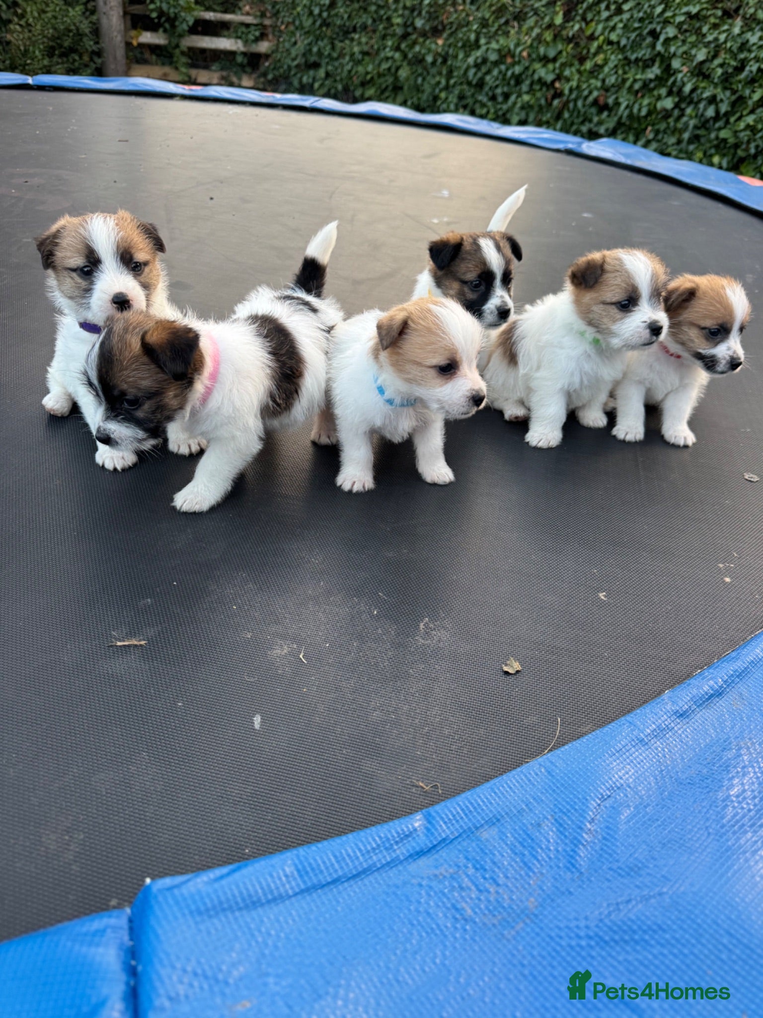 Jack Russell dogs Jack Russell puppies  - Advert 2
