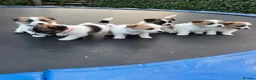 Jack Russell dogs for sale: Jack Russell puppies  in Ruthin - Advert 2