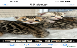 Bengal cats for sale: 😻Tica Best Bengal UK sired Kittens 🏆 🐾 🐱  - Image 29