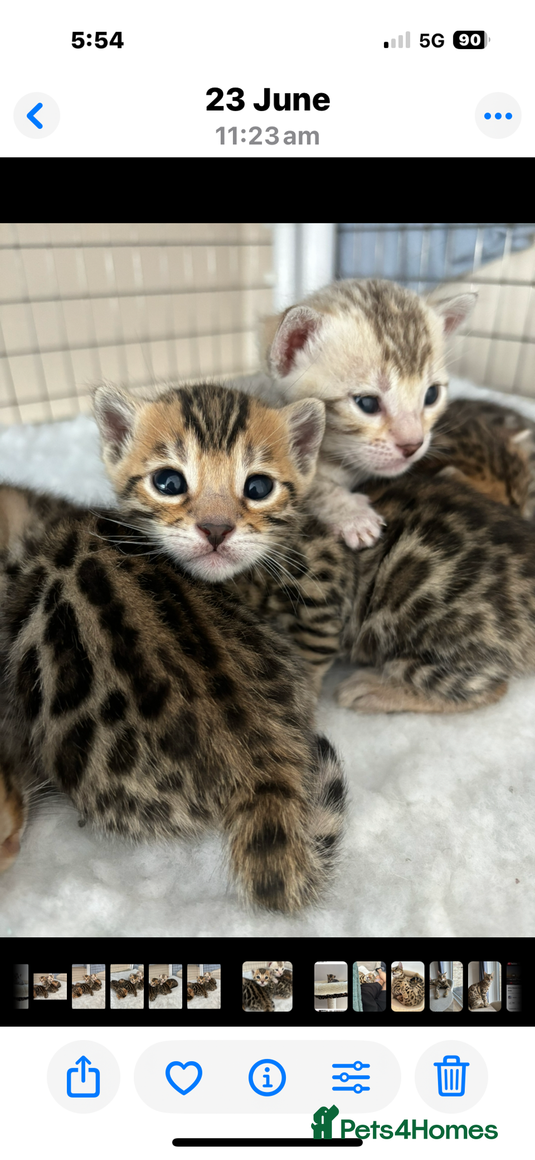 Bengal cats for sale: 😻Tica Best Bengal UK sired Kittens 🏆 🐾 🐱  - Image 29