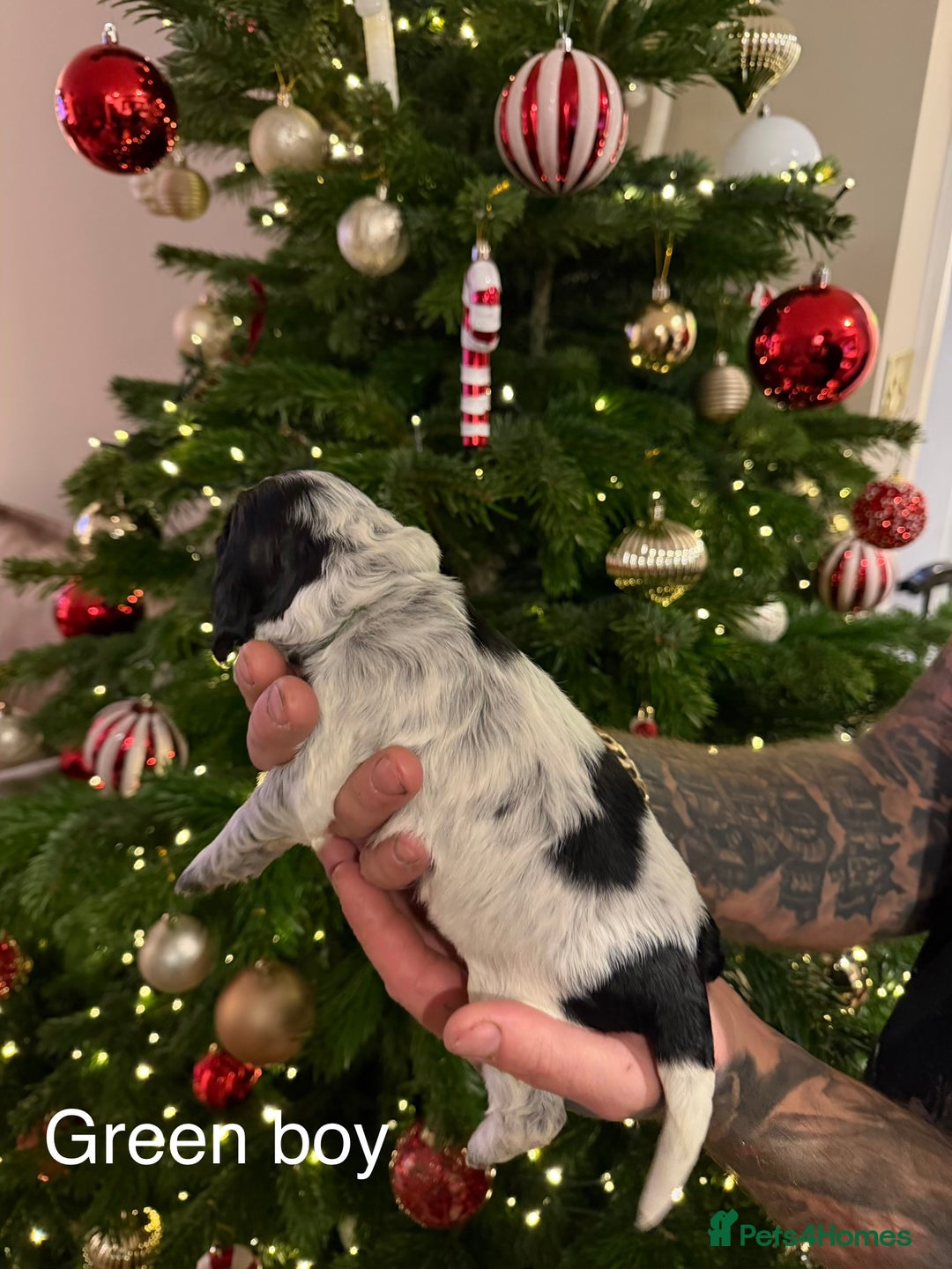 Cocker Spaniel dogs for sale: KC registered show type cocker spaniel  - Advert 22